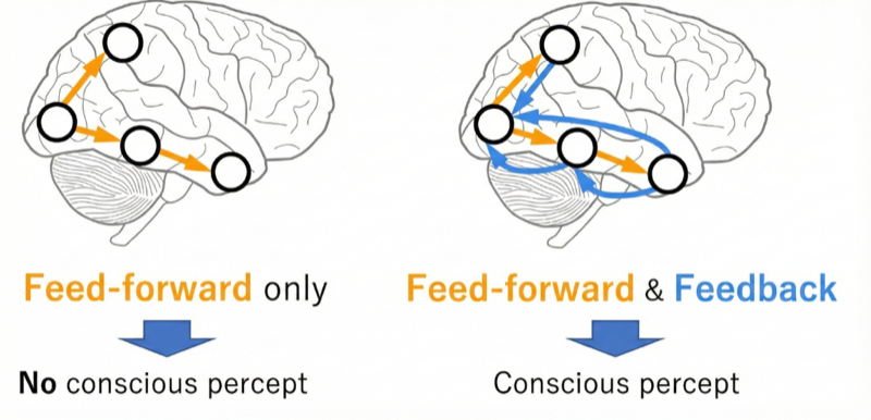 Identifying bidirectionally connected cores towards finding the place of consciousness