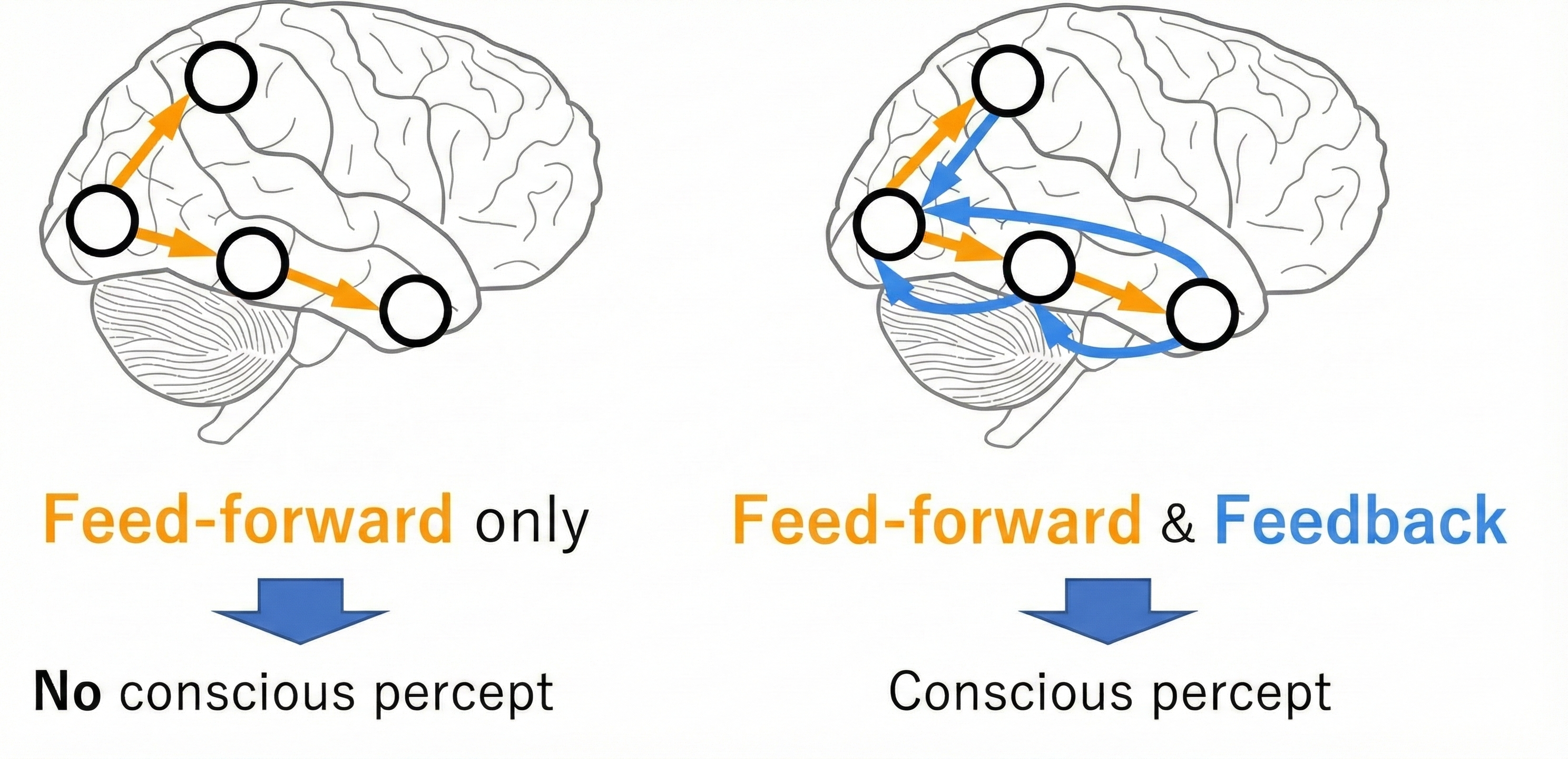 Location of consciousness image 1